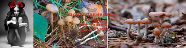 крисы Липки